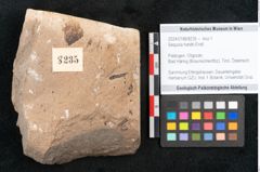 Foto (Objekt + Etikett) von Sequoia hardtii Endl. (NHMW-GEO-2024-0188-8235)